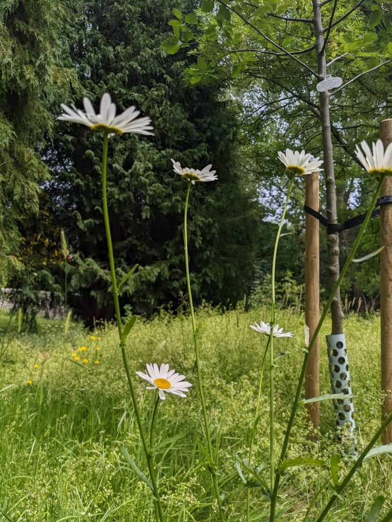Wildflowers at Lewes Cemetery - Credit Christopher Bibb