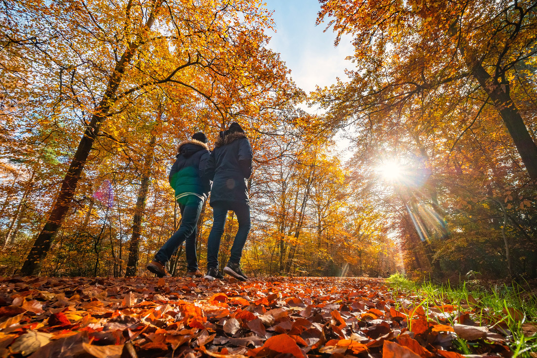 walkers at Alice Holt Forest