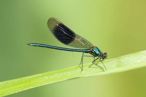 image of Banded Damselfly 