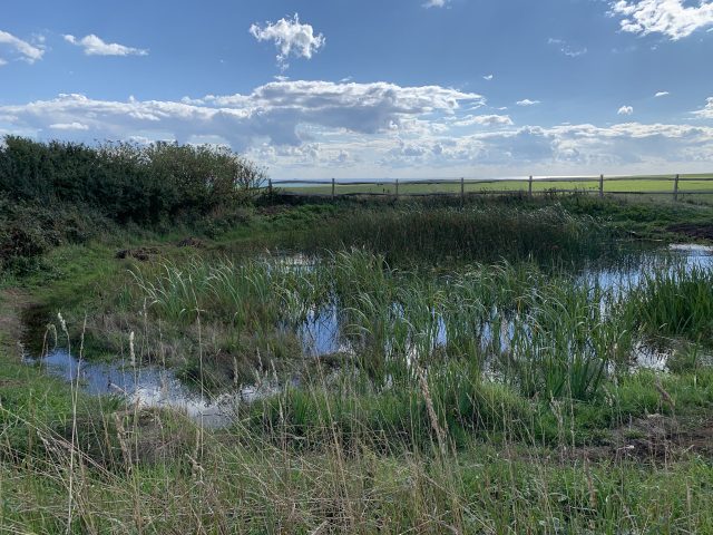 Seaford head dew pond after restoration